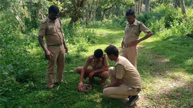 Indian pangolin rescued in Gudalur