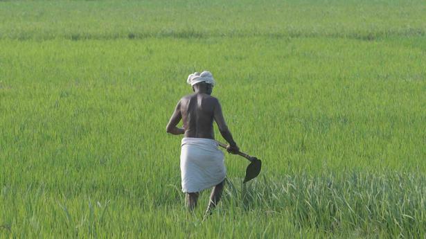 24% of Odisha’s irrigation potential cost ₹12,742 crore in five years: CAG
