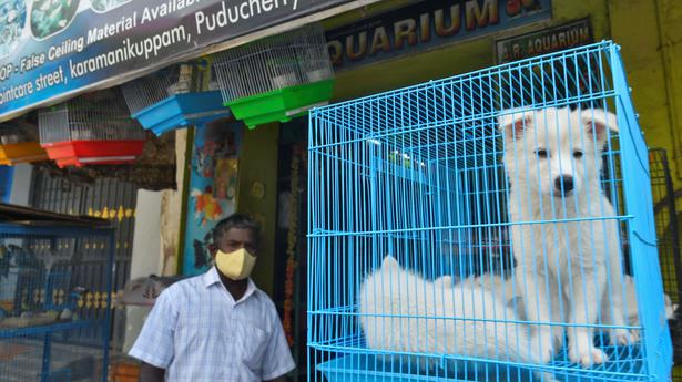 Pet shops continue to mushroom in Puducherry, flouting rules