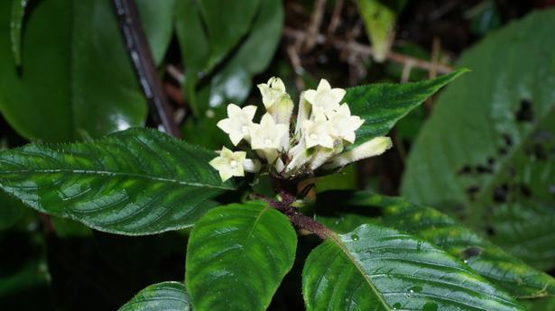 Researchers spot new plant variety in Arunachal Pradesh