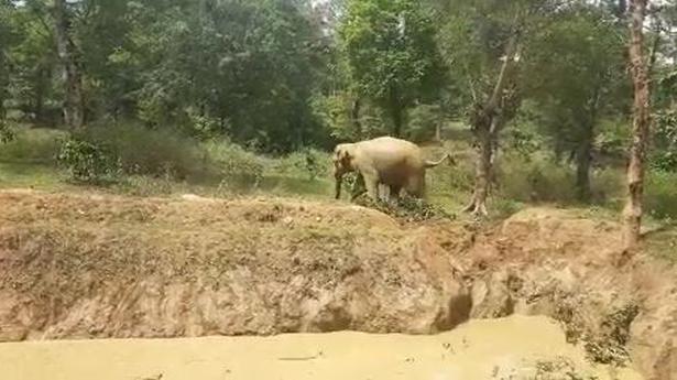 Watch | Wild elephant rescued from pond in Wayanad