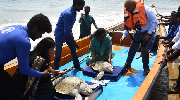 Rescued Olive Ridley turtles released back into sea
