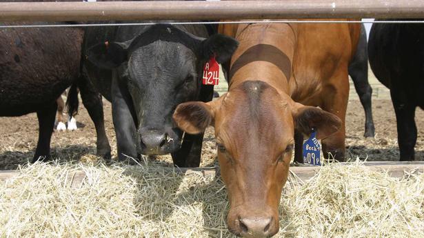 Gene-edited beef cattle get regulatory clearance in U.S.