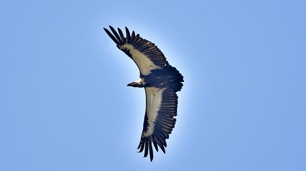 100 vultures die of suspected poisoning in Assam
