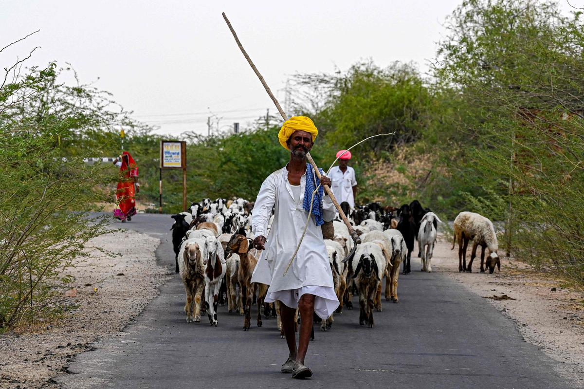 A herder leading a flock of sheep to a community water tank built for animals at Bandai village in Pali district in May 2022.