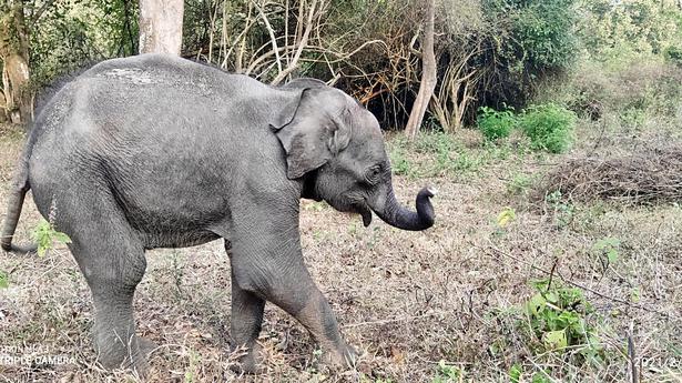 Elephant calf barges into hostel room in Odisha