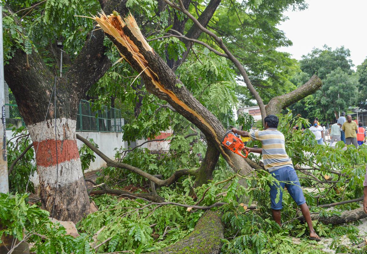 Bruhat Bengaluru Mahanagara Palike workers cutting branches of a tree that got uprooted after overnight rain, on Wednesday.