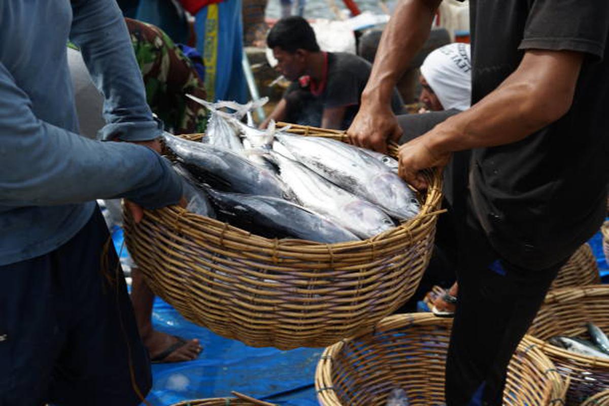  Local fishermen transporting tuna fish 