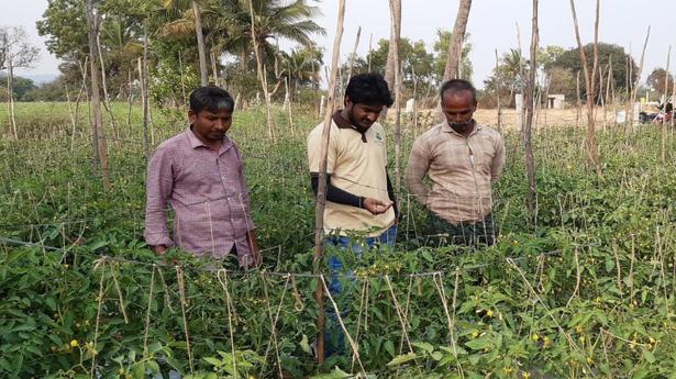 Andhra Pradesh: Madanapalle tomato farmers pinning hopes on ‘Summer fortunes’