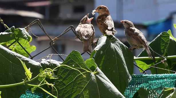 Sparrow count on the rise in north Chennai areas, finds a local estimation
