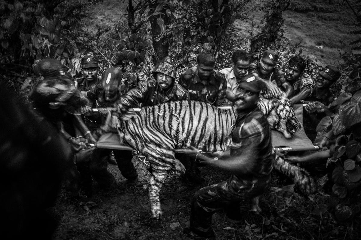 He captures the majestic tigers in their weakest moments