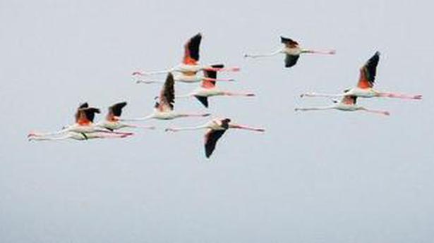 When the season’s last fleet of migratory birds flew over Madurai