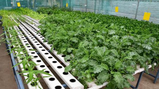 Coimbatore’s hydroponic farm delivers fresh greens within three hours of harvest