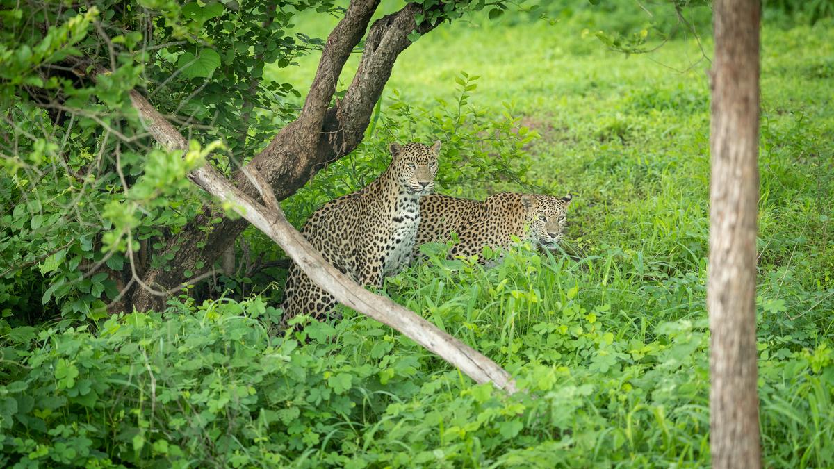 Leopards amid the greens at Gir