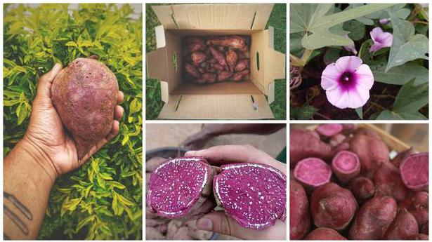Purple sweet potatoes from Odisha trending