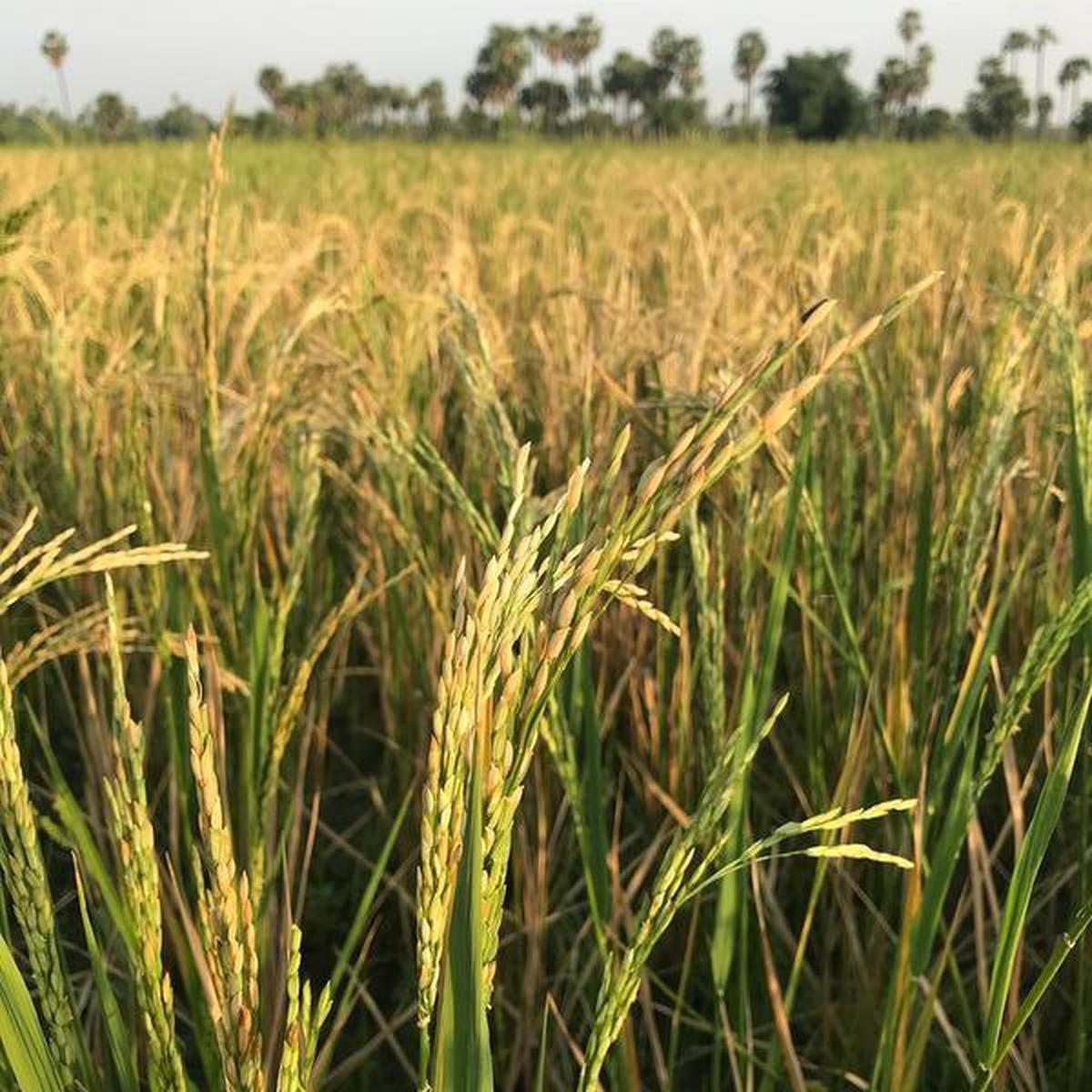 Prithvi Farms cultivates five heirloom rice varieties