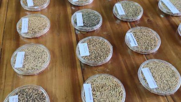 An exhibition and sale in Thiruvananthapuram celebrates rice diversity