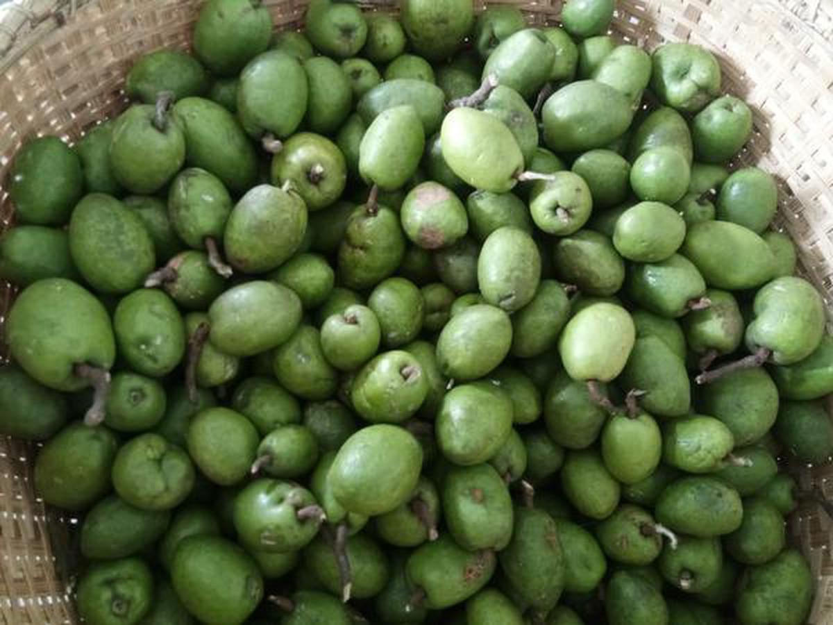Indian olives or Jalphai getting ready to dried at Dweller teas