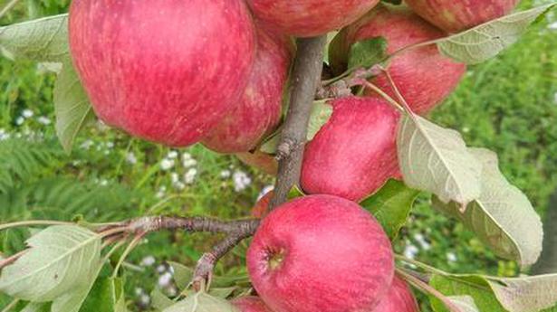 Parliament proceedings | No abnormal imports of apples noticed during Apr-Nov 2021 period: Govt