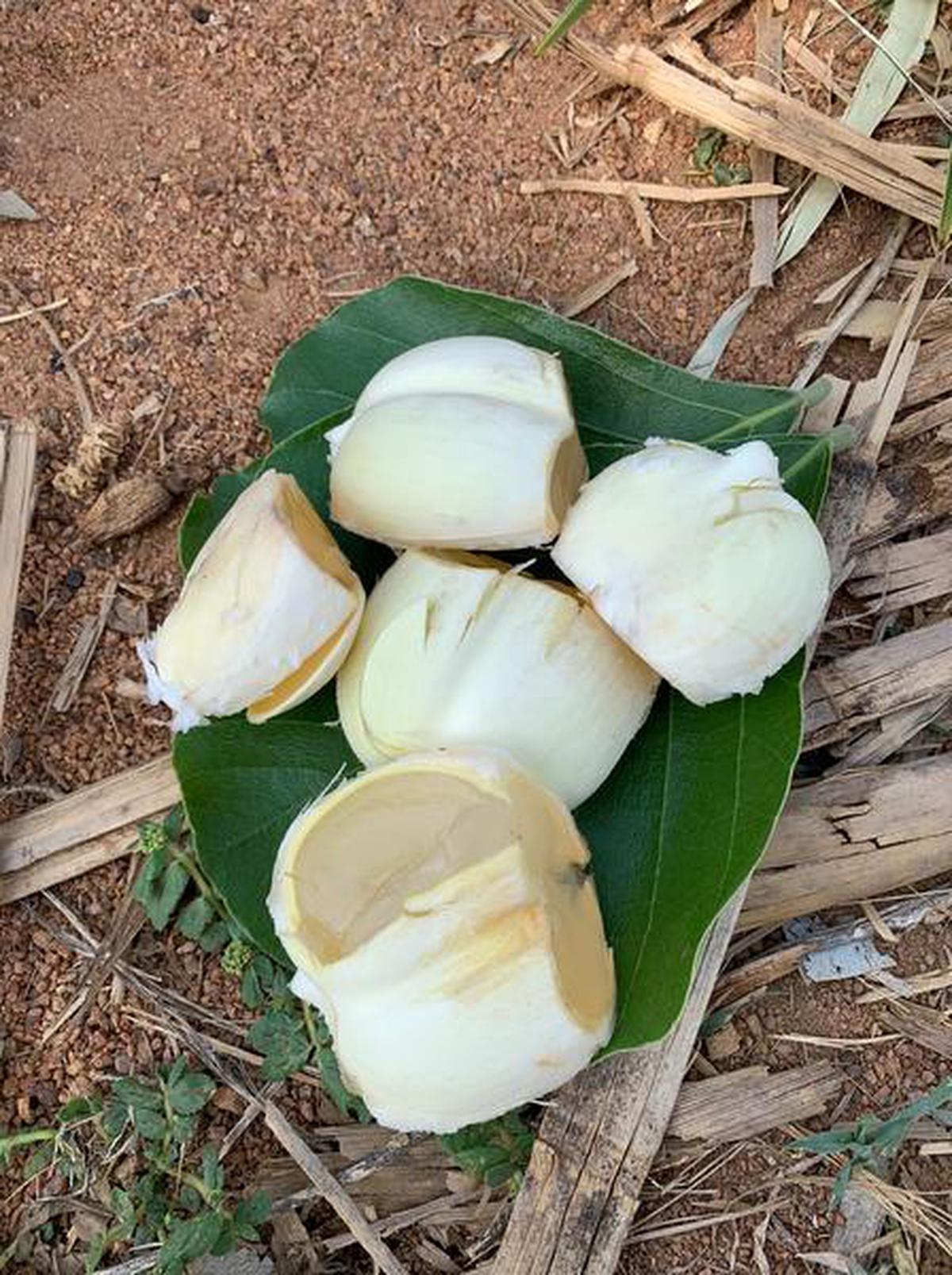 Heart of plam fruit called ‘munjal’ in Telugu