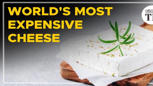 Watch | Why is Pule Cheese the most expensive in the world?