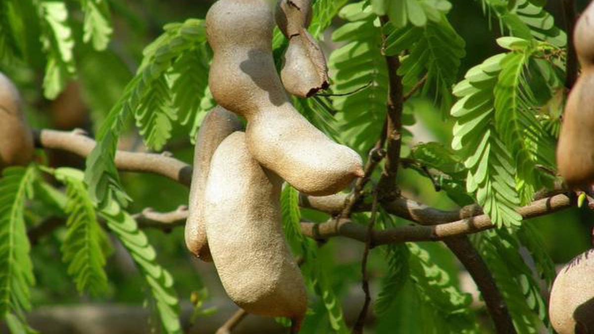 How To Harvest And Process Tamarind The Hindu