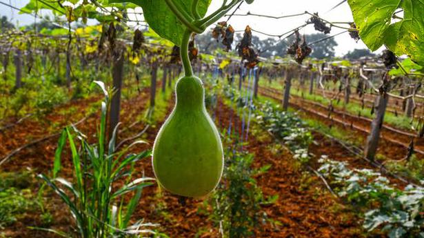 From bejjala pulusu to pachadi: Cooking with gourds, peel and all