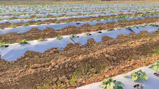 Hi-tech farming takes root in Kerala
