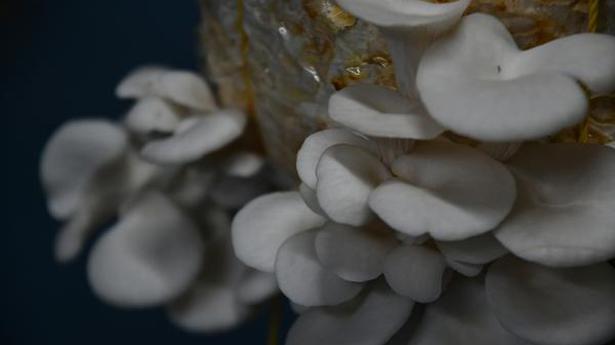 Award-winning Kerala farmer has big plans for mushrooms