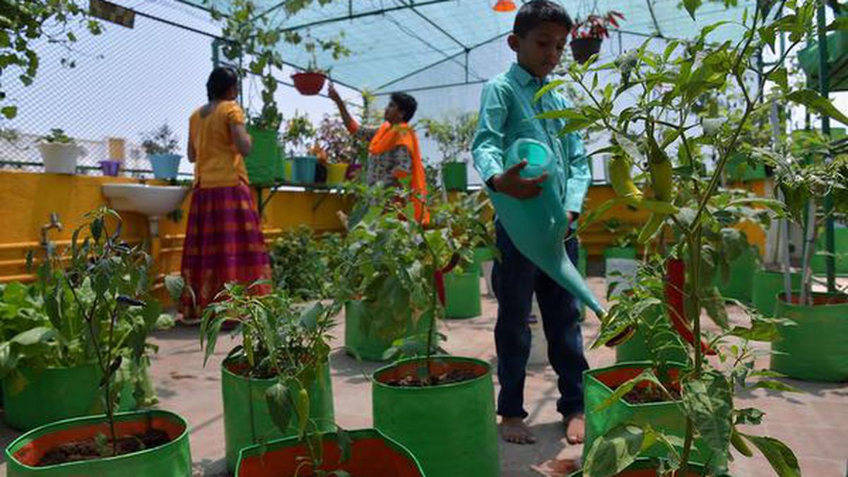 Tips On How To Grow Your Own Vegetables On A Terrace Garden The Hindu