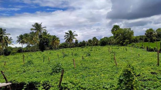 In Kerala’s Palakkad, farmers launch ‘Support A Farmer’, an initiative to recoup business