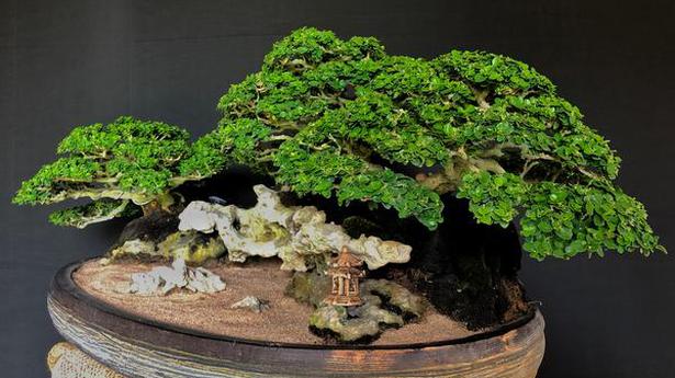 Here’s how bonsai is picking up as an artform during the pandemic