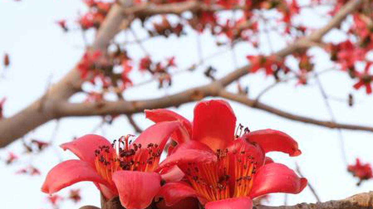 Red Semal Silk Cotton Flower In Delhi Spring The Hindu