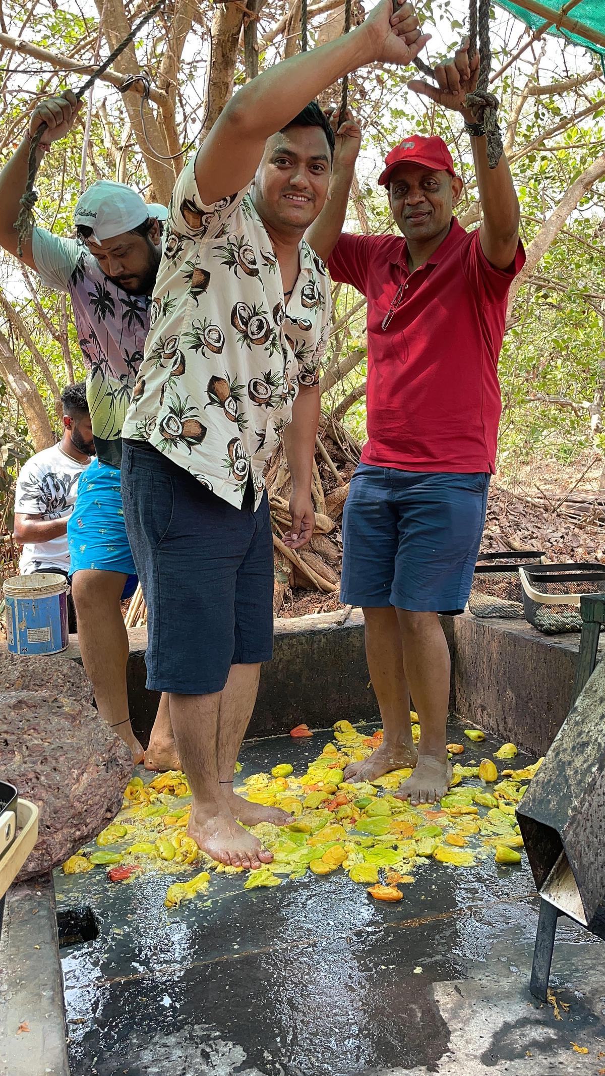 The writer (in the red tee) stomping cashew fruits