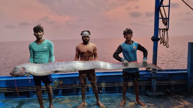 Goodbye, dolphin: Thoothukudi fishermen reconunt their rescue mission