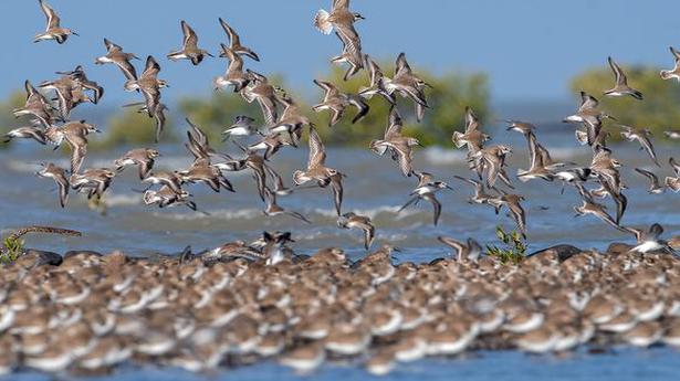 Annual migration of birds from the Northern Hemisphere to the Indian sub-continent has begun