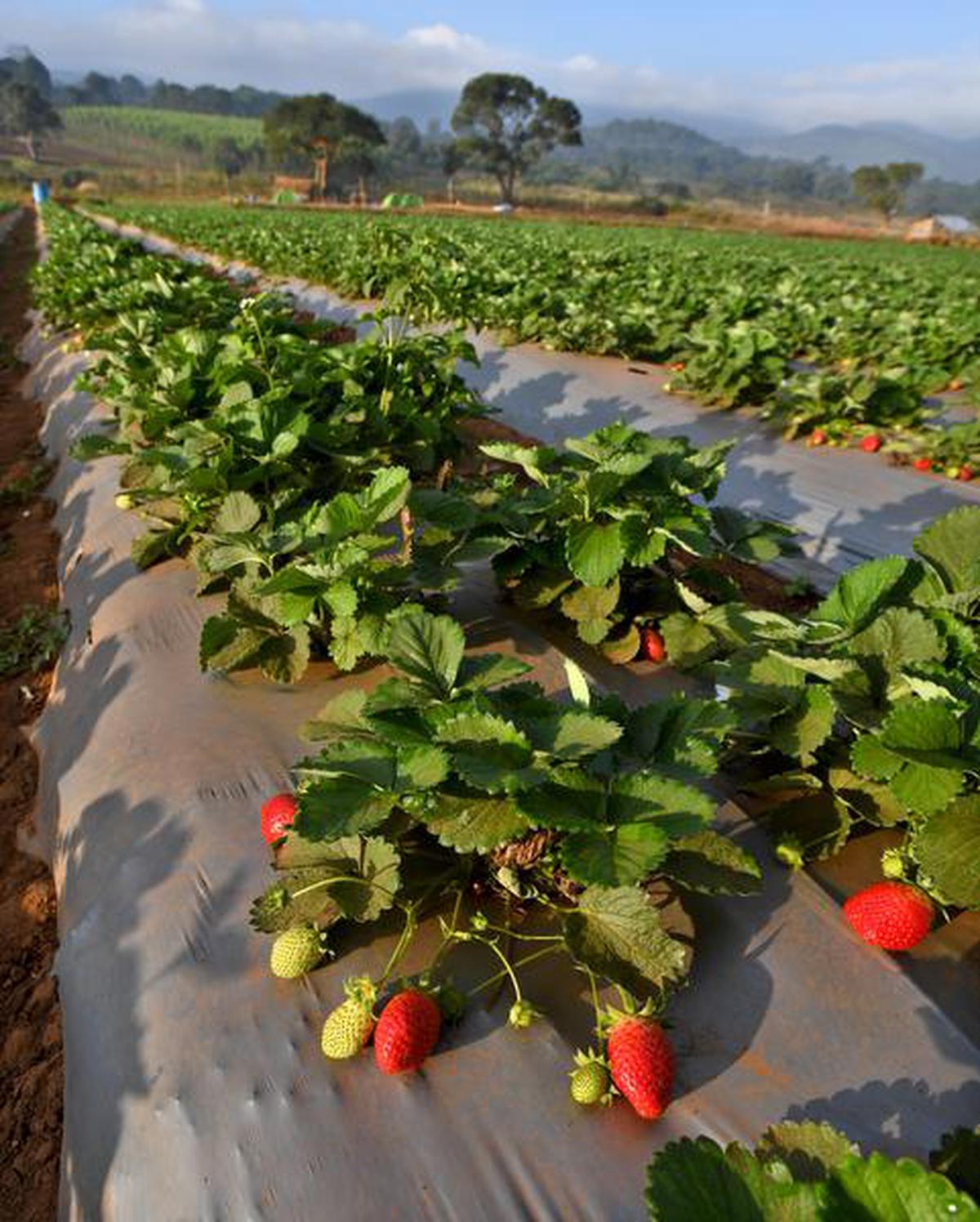 Go strawberry picking at Visakhapatnam’s Lambasingi village this winter and discover some new varieties