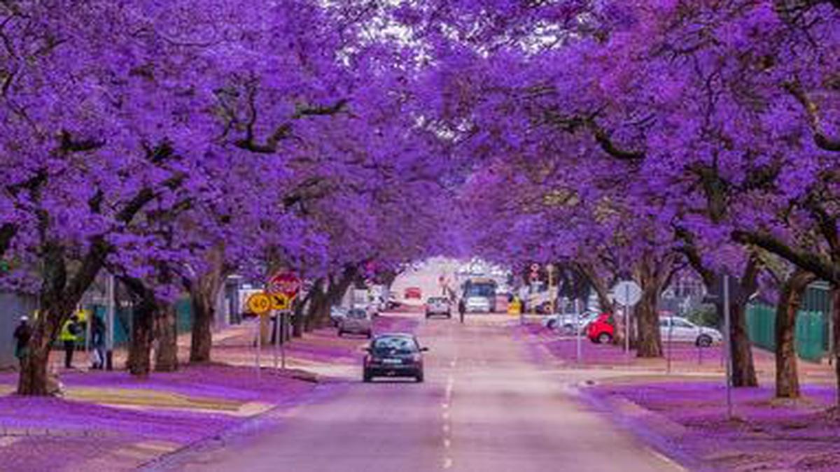 Cities Of South Africa Radiate Purple With The Jacaranda In Bloom The Hindu