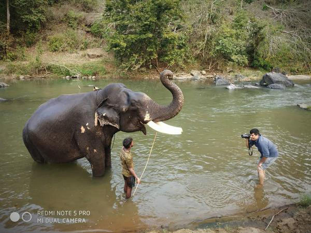 Senthil Kumaran capturing the many mods of elephants at Mudumalai training camp