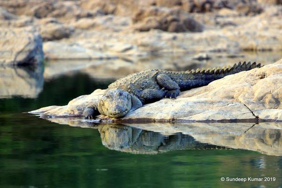 Crocodile, the apex predator in the waters at Panna