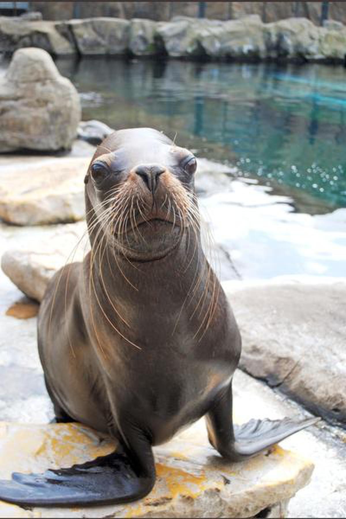 A sea lion at the Colchester Zoo