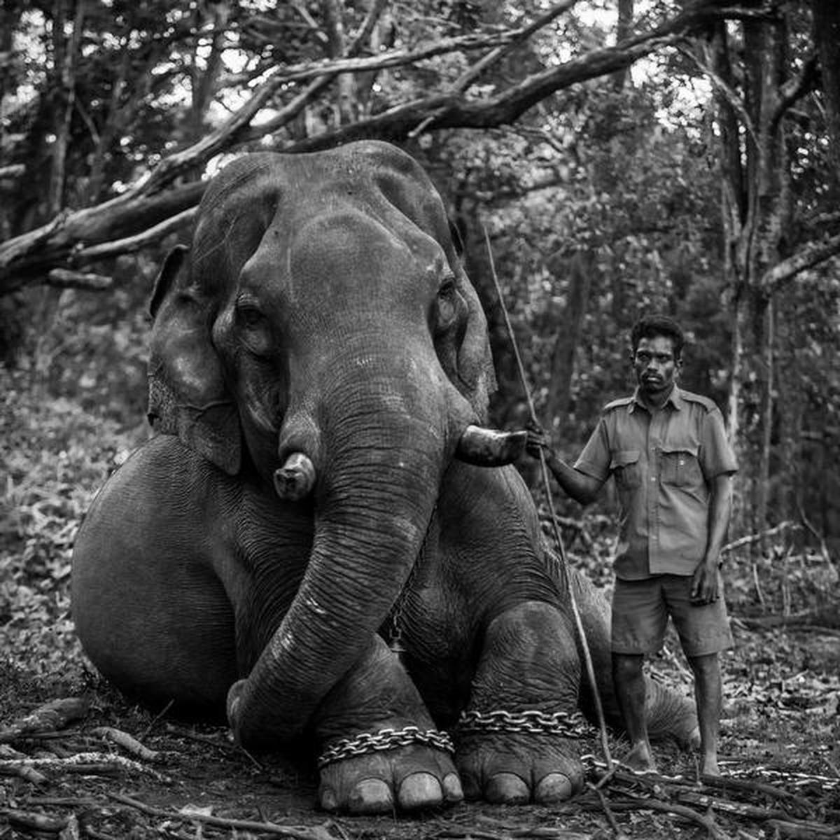 Gentle giant Wasim with its mahout