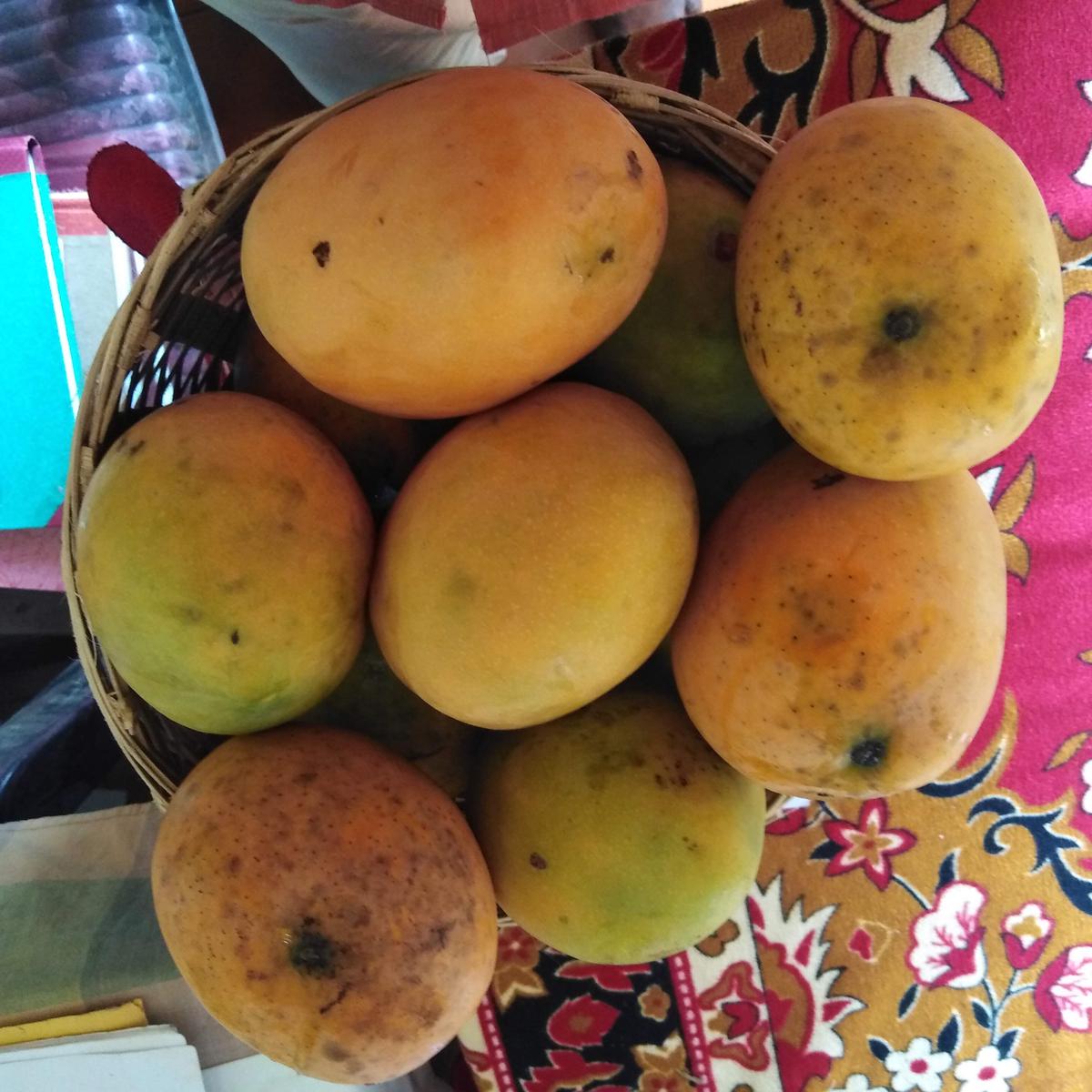 Efforts are being taken to make value-added products from the mango