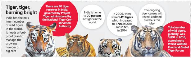 India can’t handle more tigers, say experts