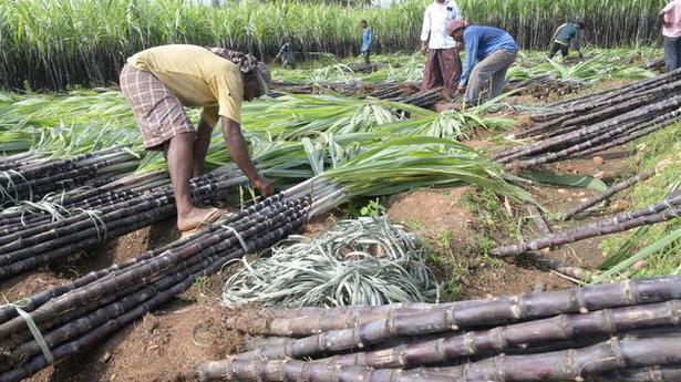 Sugarcane harvest for Pongal begins in Erode