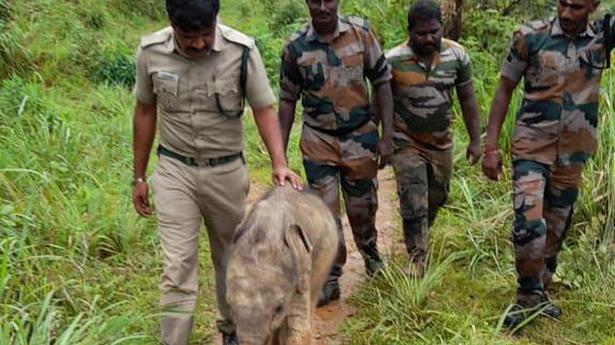 Elephant calf reunited with herd in Gudalur forest division