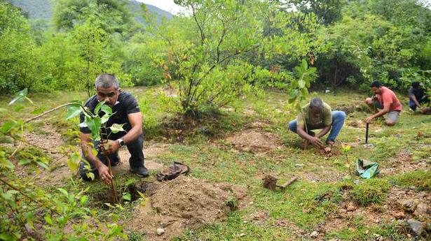 Saplings of fruit-bearing trees planted in forest area