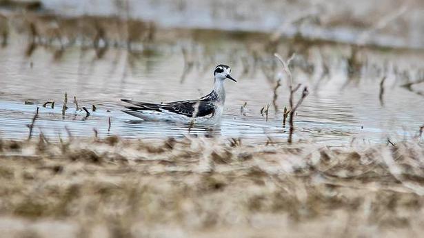 Red-necked phalarope spotted in Tiruppur district