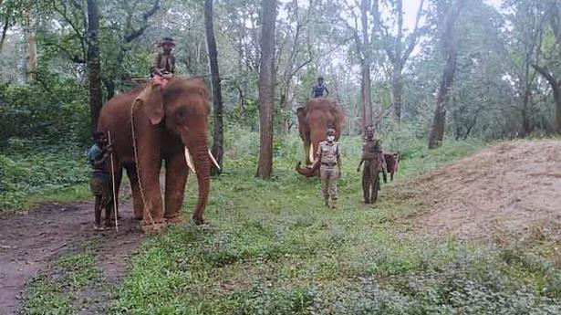 Kumki elephants deployed to keep tusker inside tiger reserve