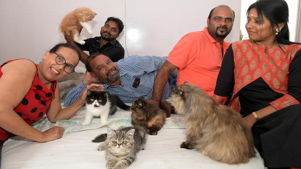 The Cattery Club Of Coimbatore Brings Together Cat Lovers In The City The Hindu